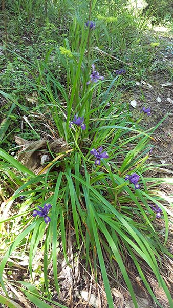 iris-20170521_134244-600pxV