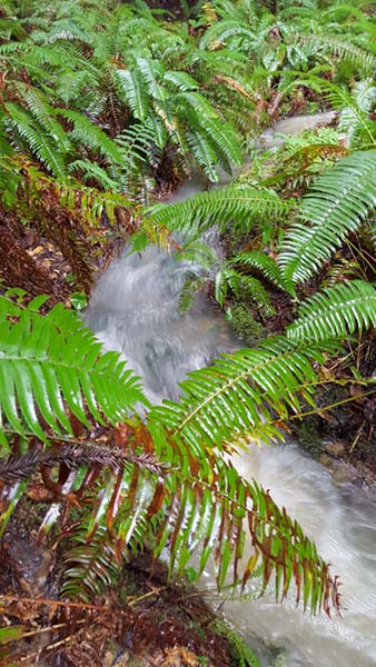 waterferns-20160312_162124_001-600pxV