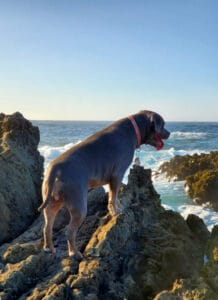 Dog watching ocean